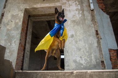 Şehirde köpek var.