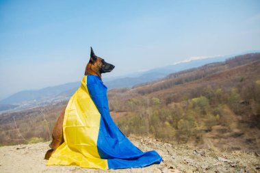 Dağlarda bir köpek