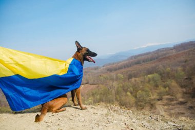 Dağların arkasında sopası olan bir köpek.