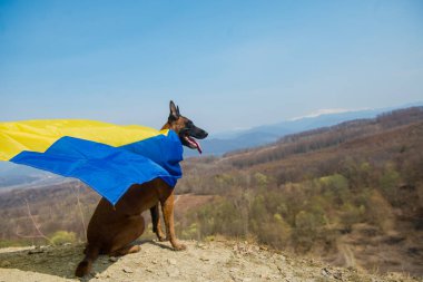 Sarı ceketli bir kız dağlarda bir köpek tutuyor.