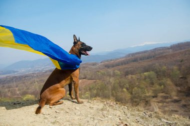 Dağlarda bir köpek