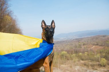 Sarı ceketli ve eşarplı bir köpek sonbahar ormanında yürüyor.