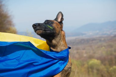 Dağlarda bir köpek