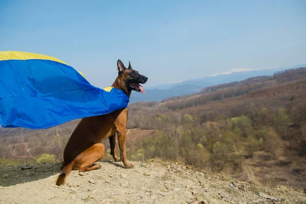 Dağlarda bir köpek