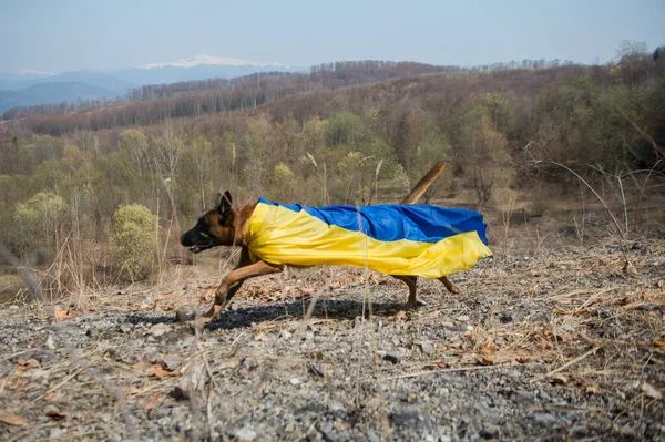 dog in the forest, ukraine, ukranian flag