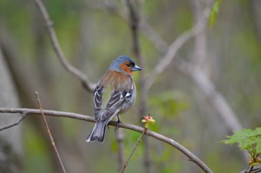 Büyüleyici Orman Melodisi: Bir Orman Kuşu Melodik Melodisini Doğanın tepe örtüsünün arasında söyler, Serene Ormanına Bir Dokunuş Ekler