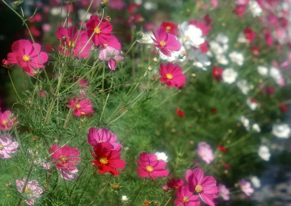 Wilde Blüten Lebendiger Teppich Aus Wiesenblumen — Stockfoto