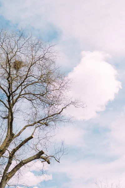 Árvore Nua Céu Azul Com Nuvens Brancas Dia Ensolarado Inverno — Fotografia de Stock