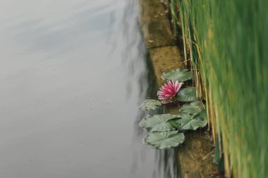 water lilies and water grass on natural pond with biodiversity. healthy alternative to a swimming pool. outdoor activities.  