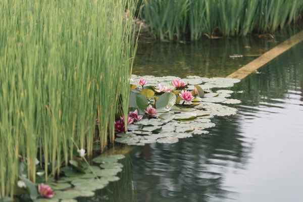 生物多様性のある自然池の睡蓮と水草 水泳プールに代わる健康的な場所です 野外活動 ストック写真