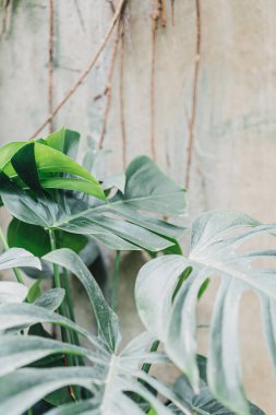 Green monstera leaves against concrete wall. Exotic plant in greenhouse. Travel to tropical destination concept. Summer relaxation mood. Selective focus.
