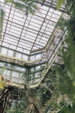 Vintage greenhouse structure made with glass and still. Tropical plants in indoor garden. Exotic leaves in plant house.