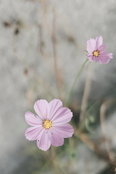 Isolated cosmos flower with pastel pink petals. Gardening lifestyle. Selective focus. Countryside garden with beautiful wild flowers.