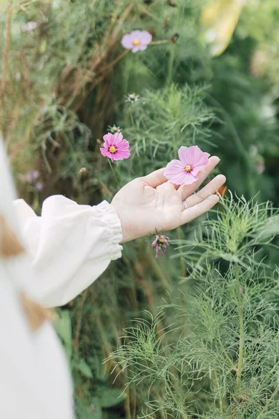 田舎の素朴な庭にピンクの花びらのコスモスの花を持つ女性の手 ドレスを着た女の子は牧草地で花に触れます 女性の概念 純粋な自然生活 ブライダルインスピレーション ストック写真