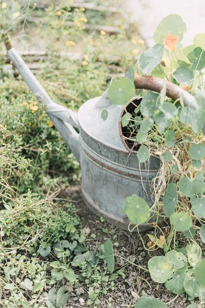 Old Metal Watering Can Green Countryside Garden Gardening Activity Rustic Royalty Free Stock Images