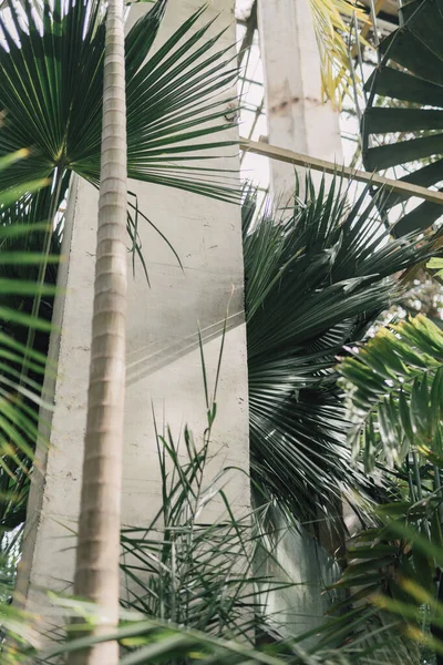 Exotische Palmbladeren Vintage Kas Groene Tropische Bomen Plantenhuis Oude Binnentuin Rechtenvrije Stockfoto's
