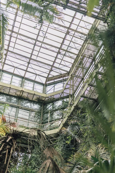 Vintage Greenhouse Structure Made Glass Still Tropical Plants Indoor Garden lizenzfreie Stockbilder