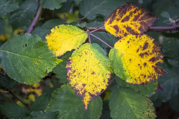 Folhas Coloridas Outono Áustria — Fotografia de Stock