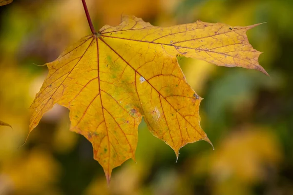 Yellow Green Brown Leaves Autumn Austria — Stock Photo, Image