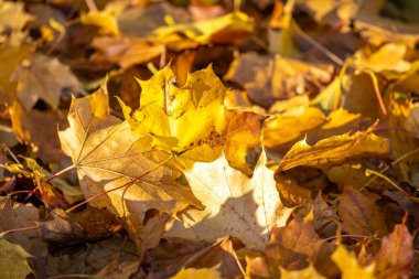 Avusturya 'da sonbaharda sarı-yeşil-kahverengi yapraklar