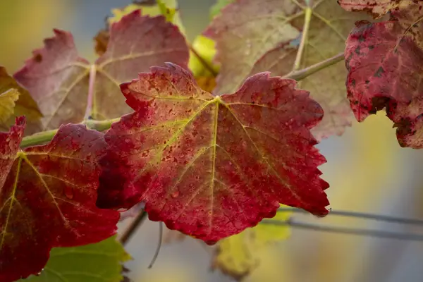 Folhas Coloridas Outono Áustria — Fotografia de Stock
