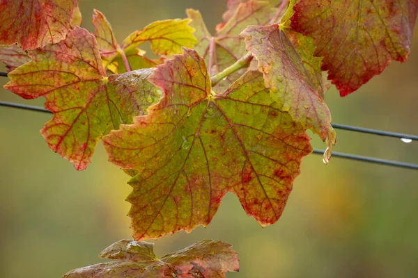 Colourful Leaves Autumn Austria — Stock Photo, Image