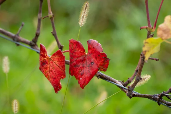 Red Leaves Autumn Austria — Stock Photo, Image