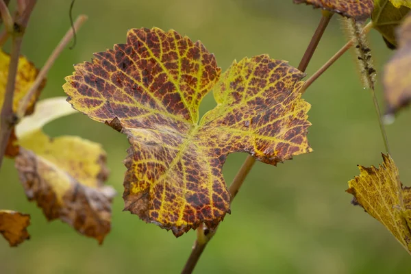 オーストリアの秋の黄緑色の葉 — ストック写真