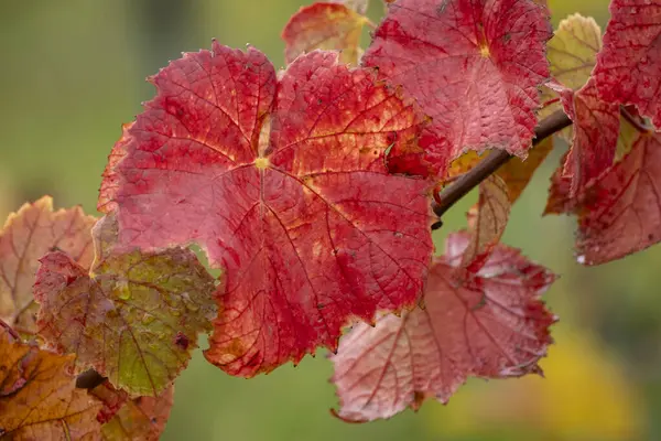 Red Leaves Autumn Austria — Stock Photo, Image