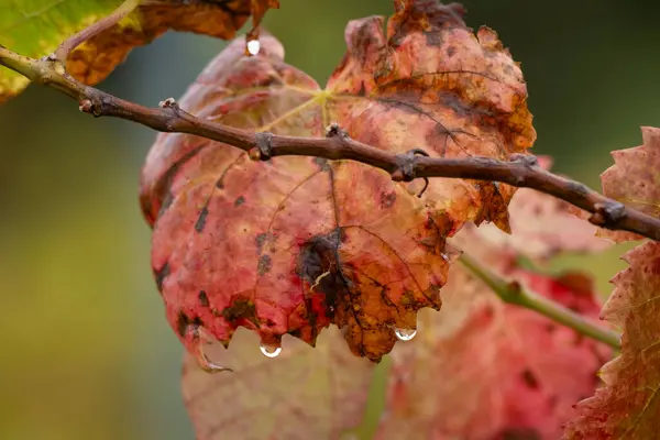 Folhas Coloridas Com Gotas Chuva Outono Áustria — Fotografia de Stock