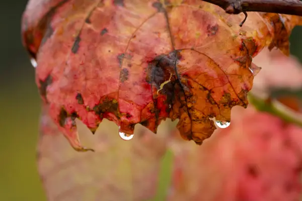 Colourful Leaves Raindrops Autumn Austria — Stock Photo, Image