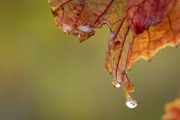 Daun Berwarna Warni Dengan Tetes Hujan Musim Gugur Austria — Stok Foto