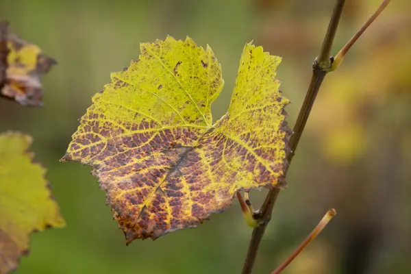 Geel Groen Bruine Bladeren Herfst Oostenrijk — Stockfoto