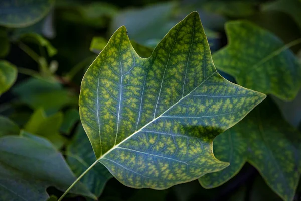 Green Leaf Autumn Austria — Stock Photo, Image