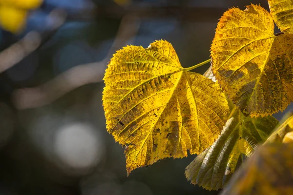 Yellow Green Brown Leaves Autumn Austria — Stock Photo, Image