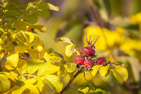 Róża Kolorowe Jesień Austrii — Zdjęcie stockowe