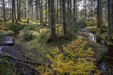 Avusturya 'daki Fohramoos Avrupa koruma alanından geçiyor.