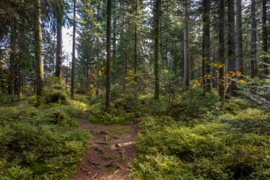 Avusturya 'daki Fohramoos Avrupa koruma alanından geçiyor.