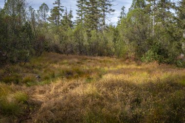 Avusturya 'daki Fohramoos Avrupa koruma alanından geçiyor.