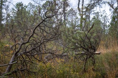 Avusturya 'daki Fohramoos Avrupa koruma alanından geçiyor.