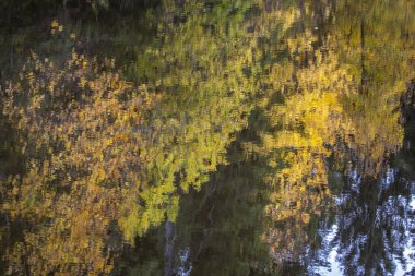 Avusturya 'daki Fohramoos Avrupa koruma alanından geçiyor.
