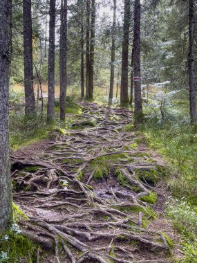 Avusturya 'daki Fohramoos Avrupa koruma alanından geçiyor.