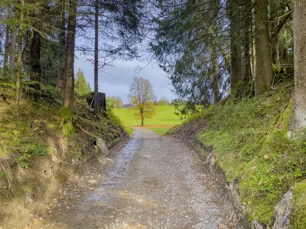 Caminhando Pela Área Protegida Europeia Fohramoos Áustria — Fotografia de Stock