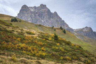 Avusturya, Vorarlberg 'deki renkli bitkilerle Hochtannberg' deki Alpler 'deki Kalbelesee dağında yürüyorum.