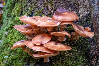 Güney Almanya 'da Weiler yakınlarında Hausbachklamm' da yürüyor.