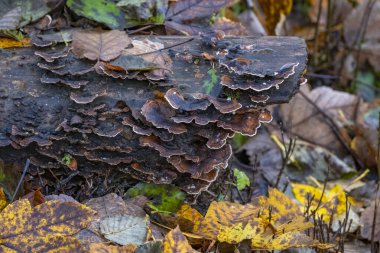 Güney Almanya 'da Weiler yakınlarında Hausbachklamm' da yürüyor.