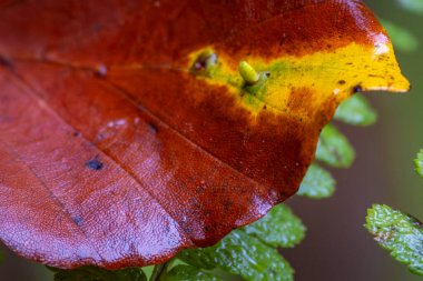 Güney Almanya 'da Weiler yakınlarında Hausbachklamm' da yürüyor.