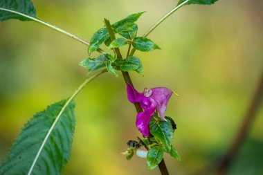 Güney Almanya 'da Weiler yakınlarında Hausbachklamm' da yürüyor.