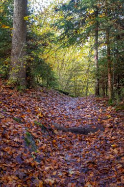 Sout Almanya 'da Hausbachklamm boyunca yürüyorum.