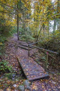 Wolfegg, Güney Almanya 'daki eski bir çiftçi köyünde farklı çiçekler, bitkiler, sebzeler ve makineler. 